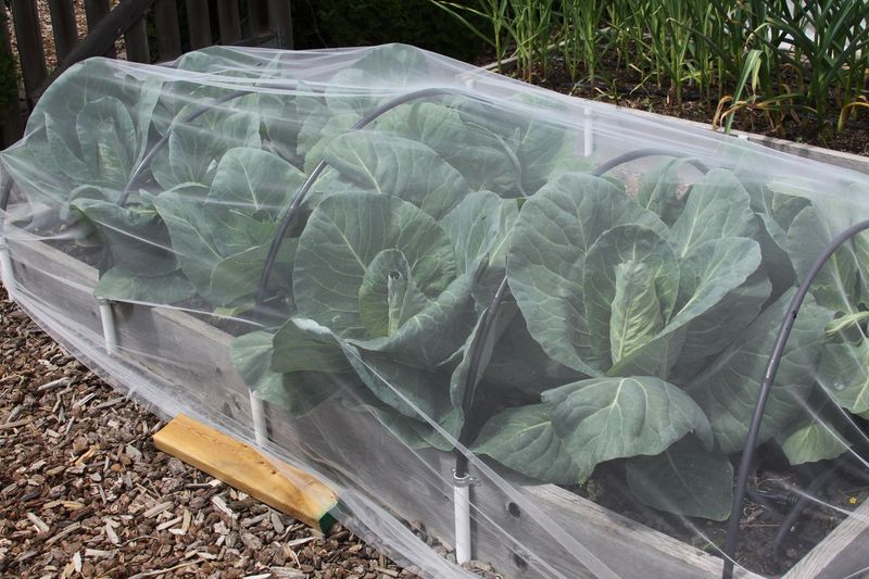 Row Covers Help Protect Young Plants
