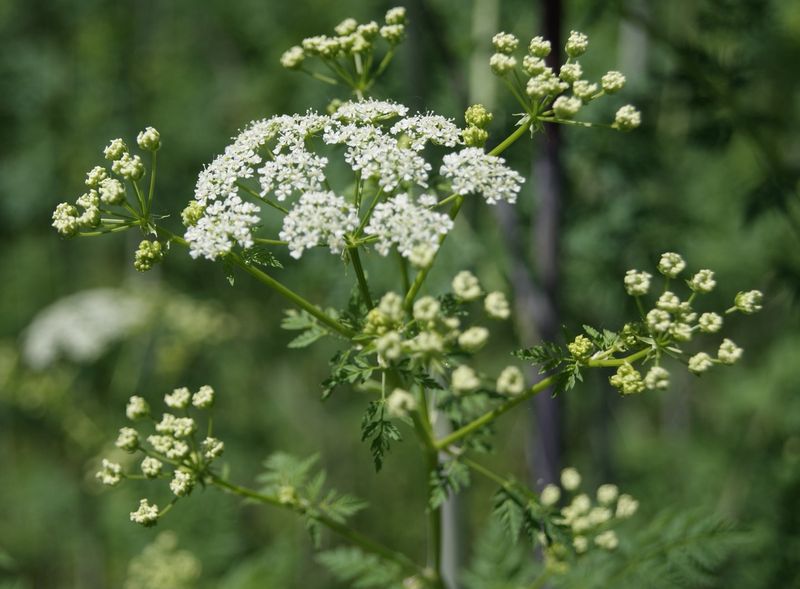 Report Sightings And Help Protect Your Ohio Community