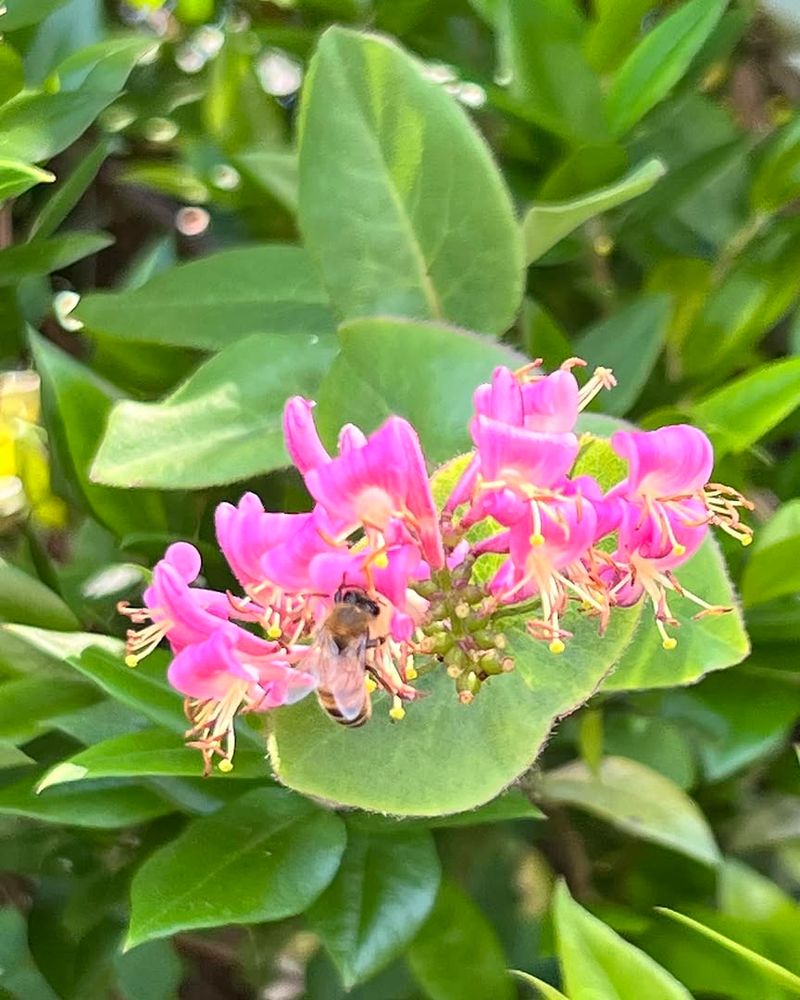 Fast Growing With Light Support