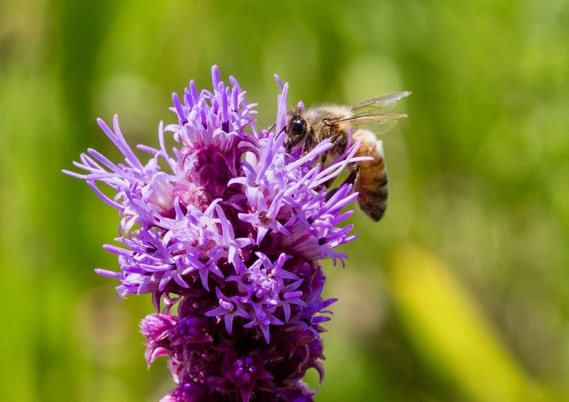 Thrives In Hot, Sunny Summers