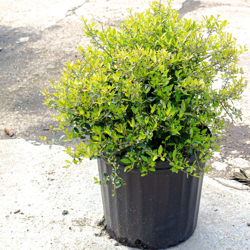 Provides Year Round Evergreen Color
