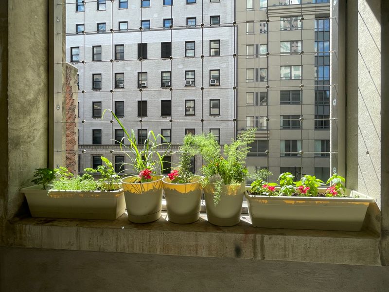 Herb Garden Window Boxes