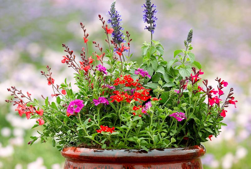 Turn Your Patio Into A Pollinator Haven