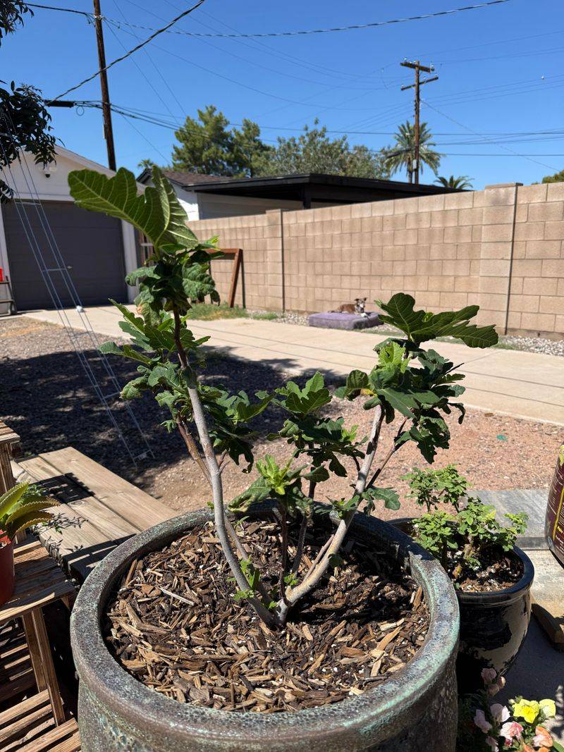 A Late Spring Start Can Leave Figs Without Enough Time