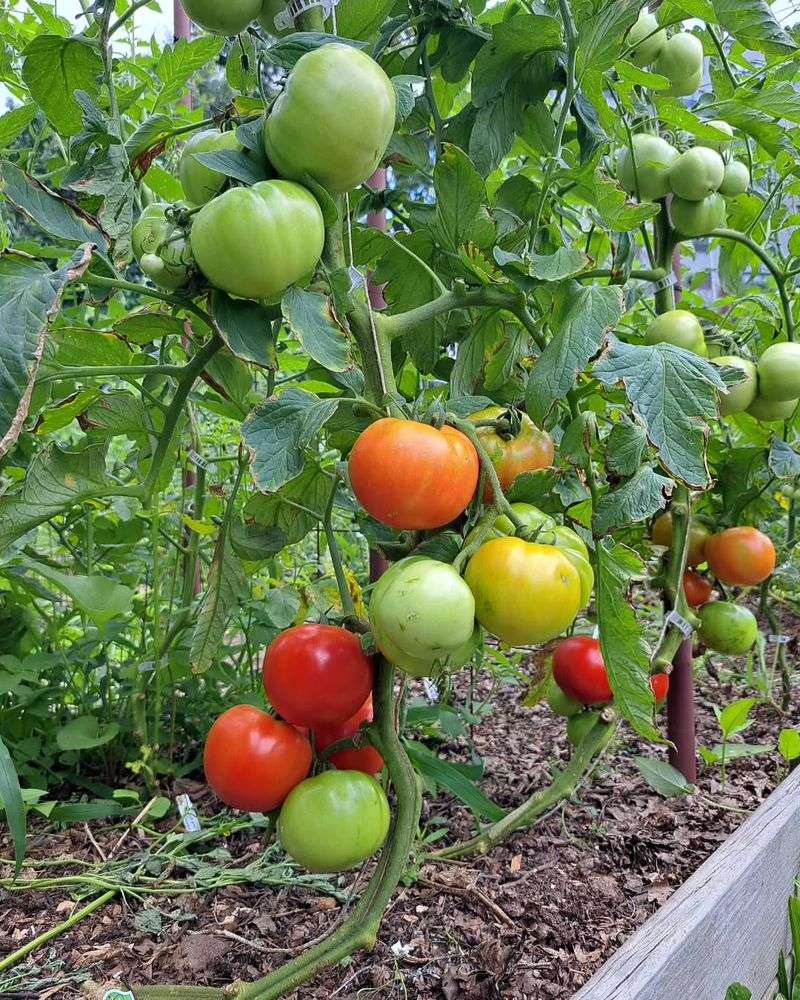 Warm Sunny Locations Produce The Best Tomatoes