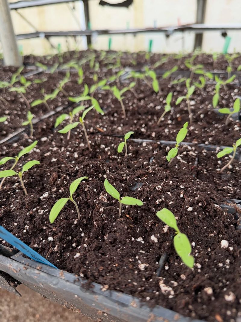 Wait For Warm Soil Before Transplanting