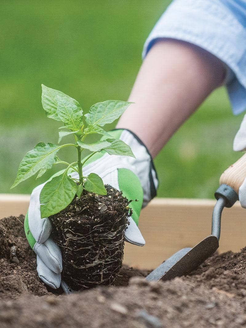 Transplant Your Basil Into The Garden Or Containers