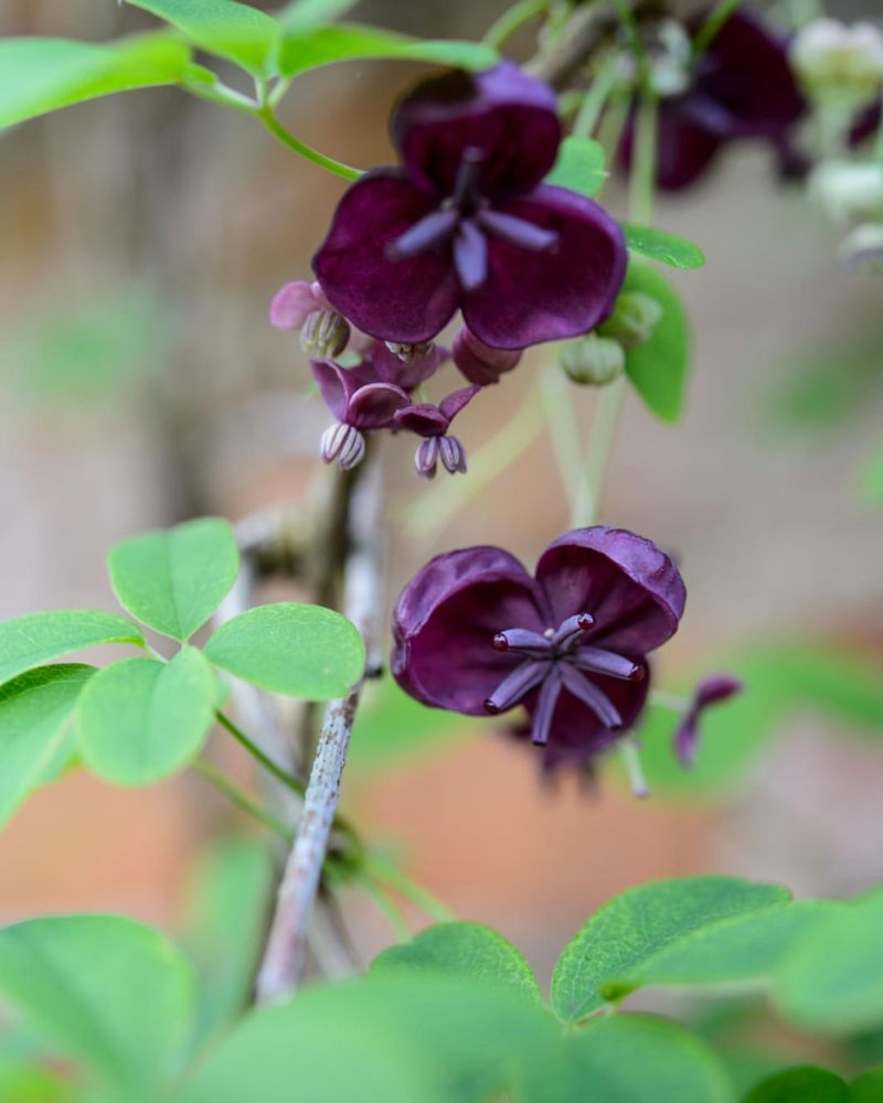 Chocolate Vine