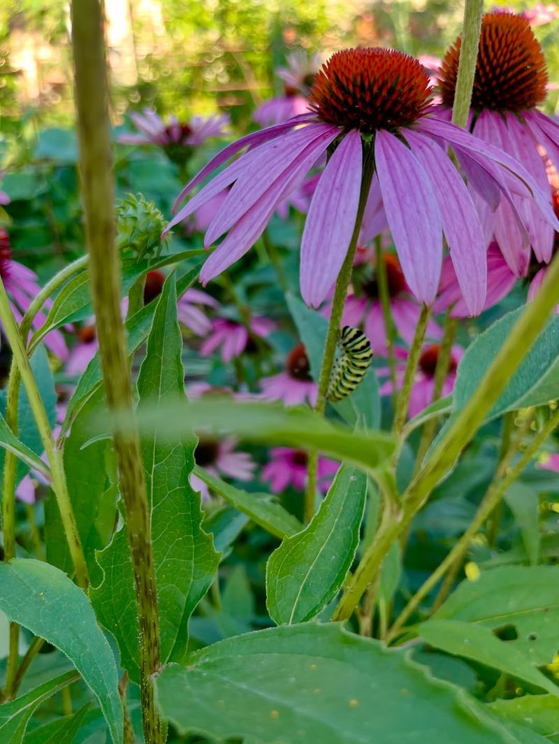 Disease And Pest Resistant