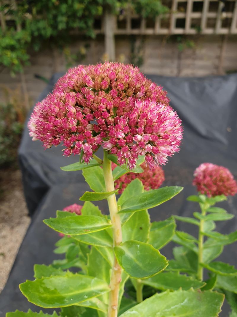 Sedum (Stonecrop)