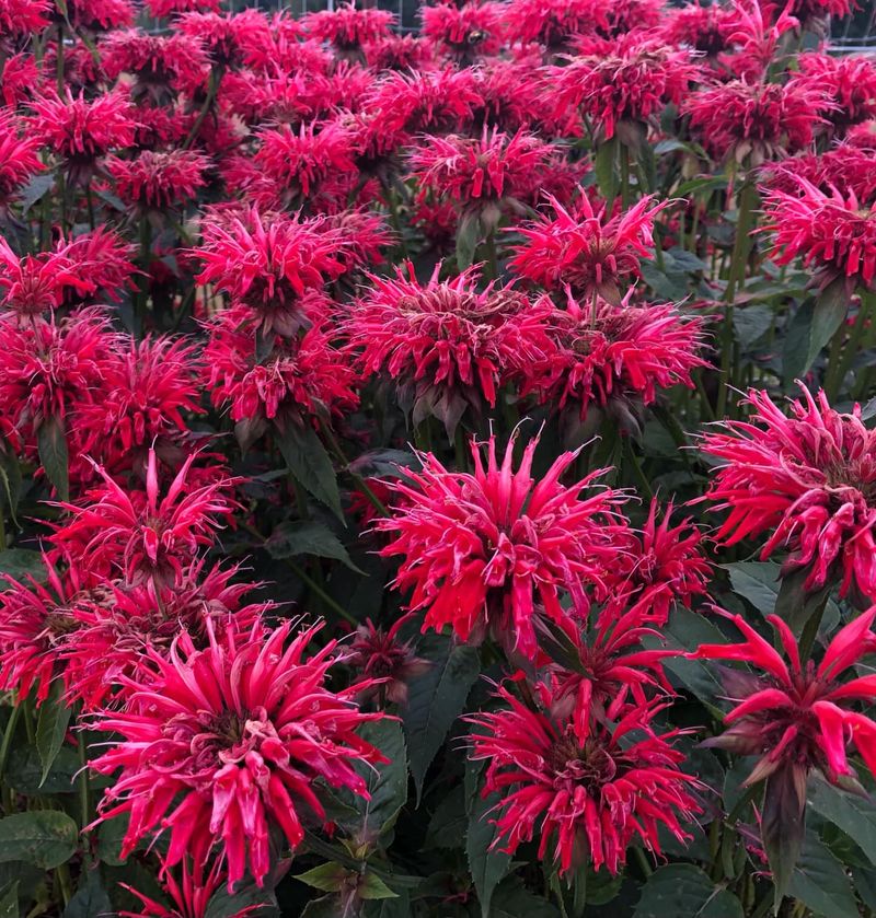 Bee Balm (Monarda Didyma)