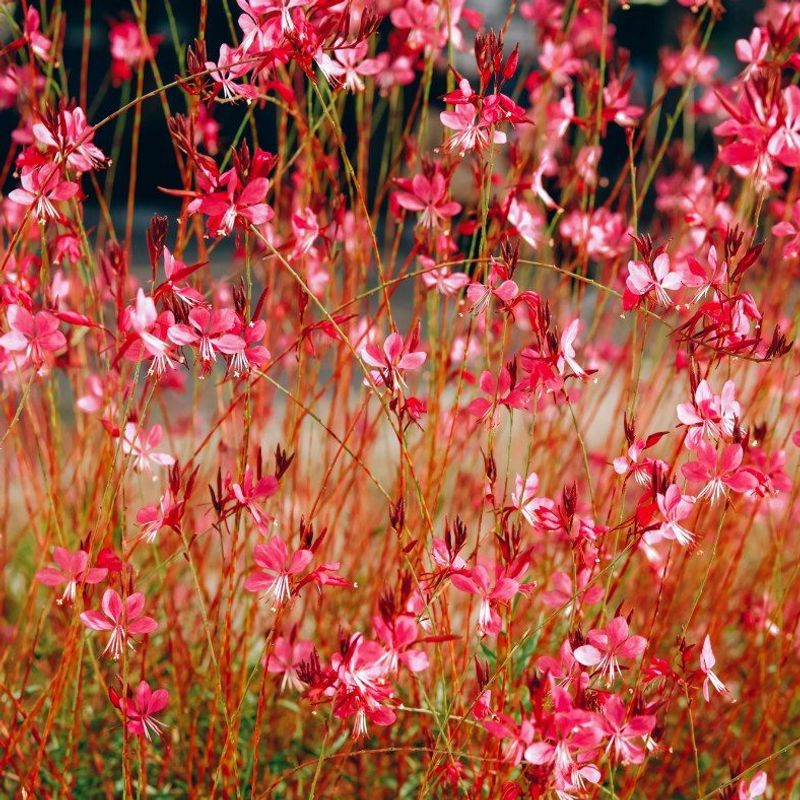Red Gaura Adds Light Airy Flowers That Move In The Breeze
