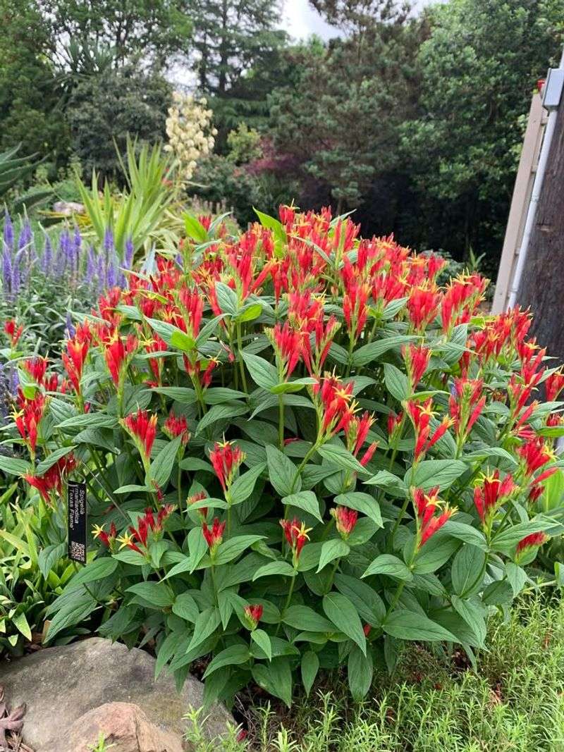 Indian Pink Stands Out With Bright Tubular Flowers And Reliable Growth