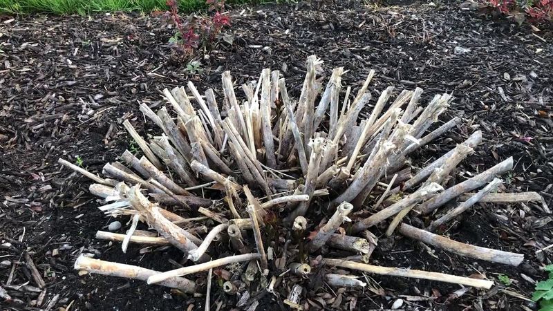 Prune In Early Spring After Winter Conditions Ease