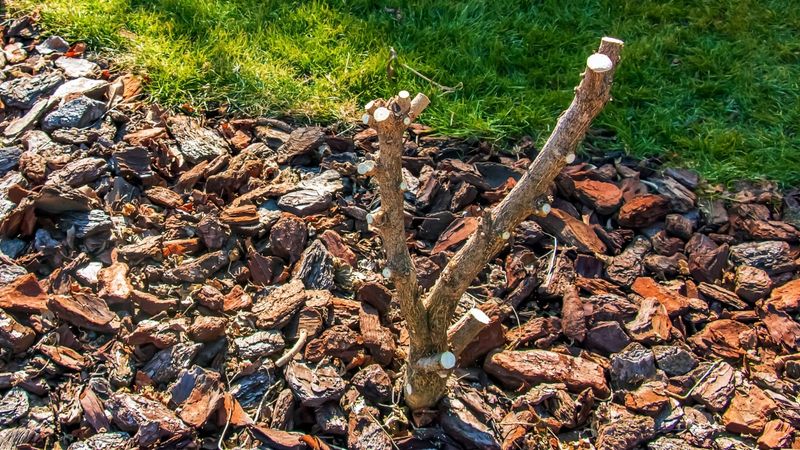 Light Mulch Helps Protect The Root Crown