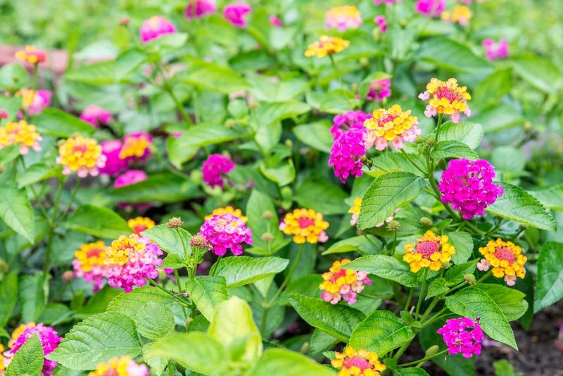 Lantana (Lantana Urticoides Or Hardy Varieties)