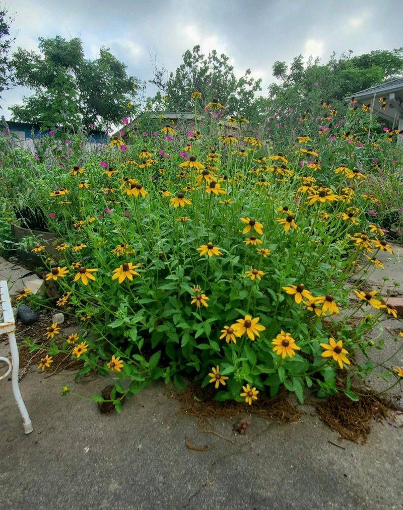 Black Eyed Susans That Bring Bright Color To Sunny Spots