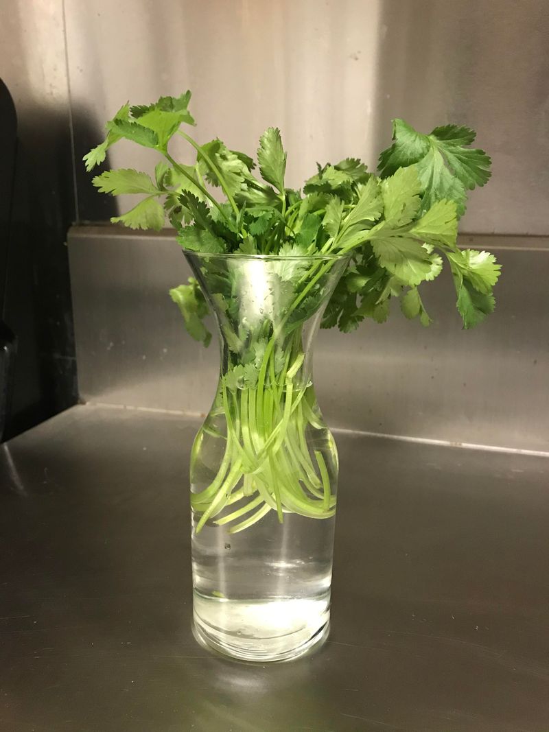 Enjoy Fresh Flavorful Herbs All Year In Water