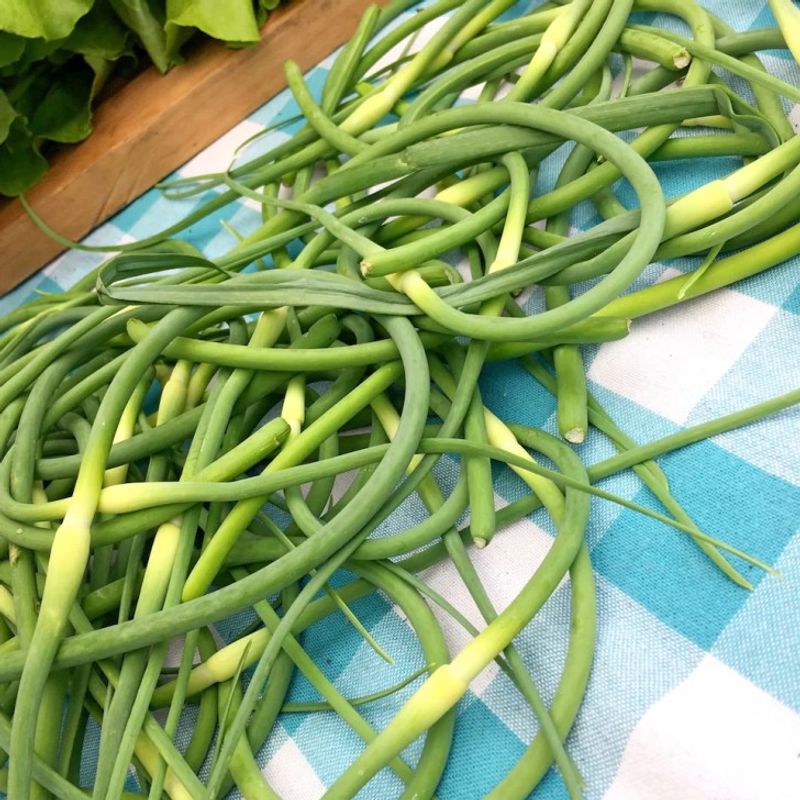 Store Fresh Scapes Properly To Maintain Quality