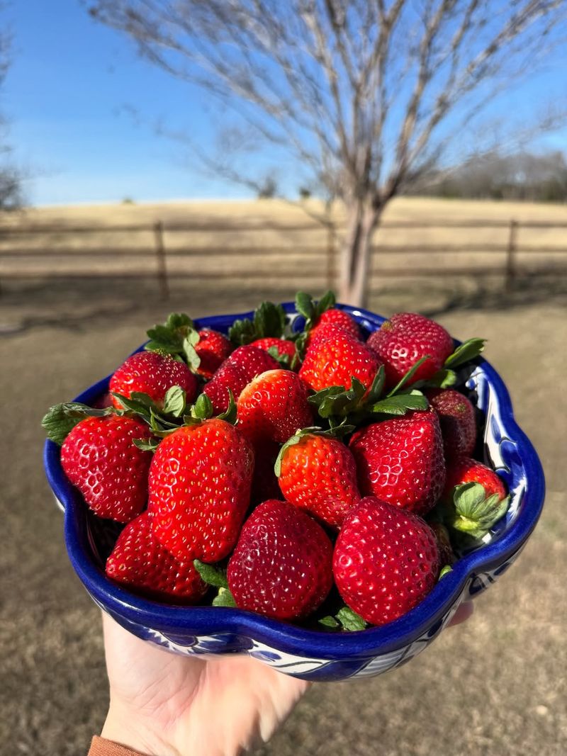 Harvest Timing Picking Berries At Peak Perfection
