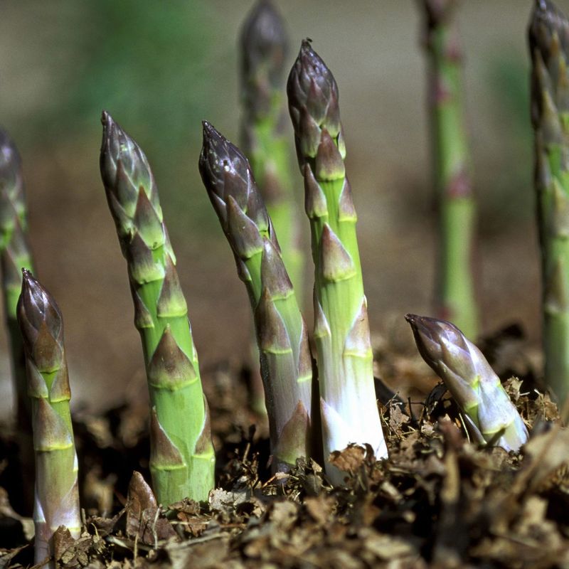 Ensuring A Thriving Asparagus Patch Year After Year
