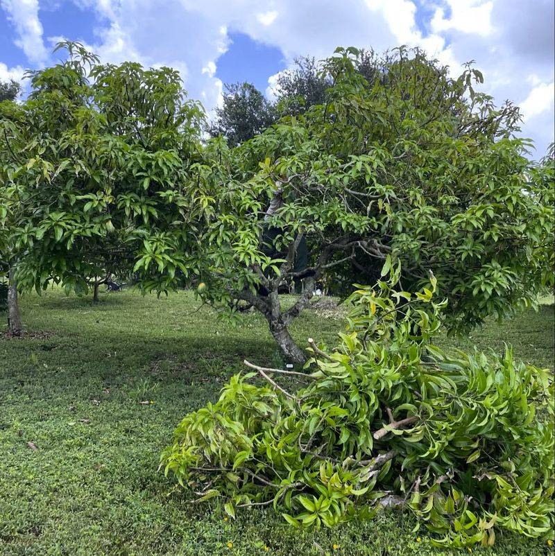 Well Timed Mango Tree Trimming Helps Control Size And Shape