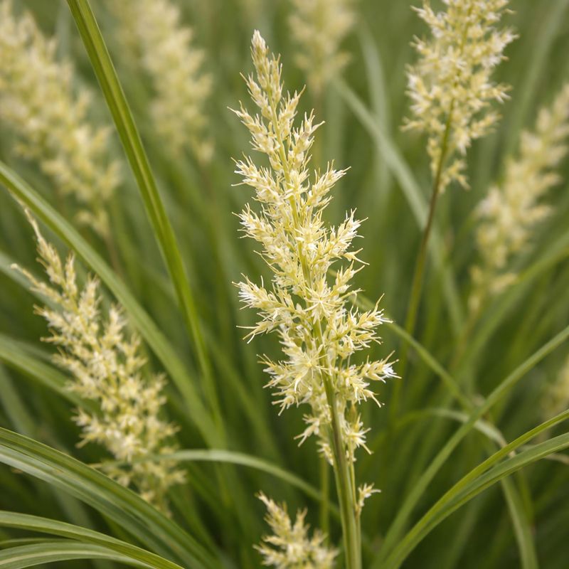 Carex Pensylvanica