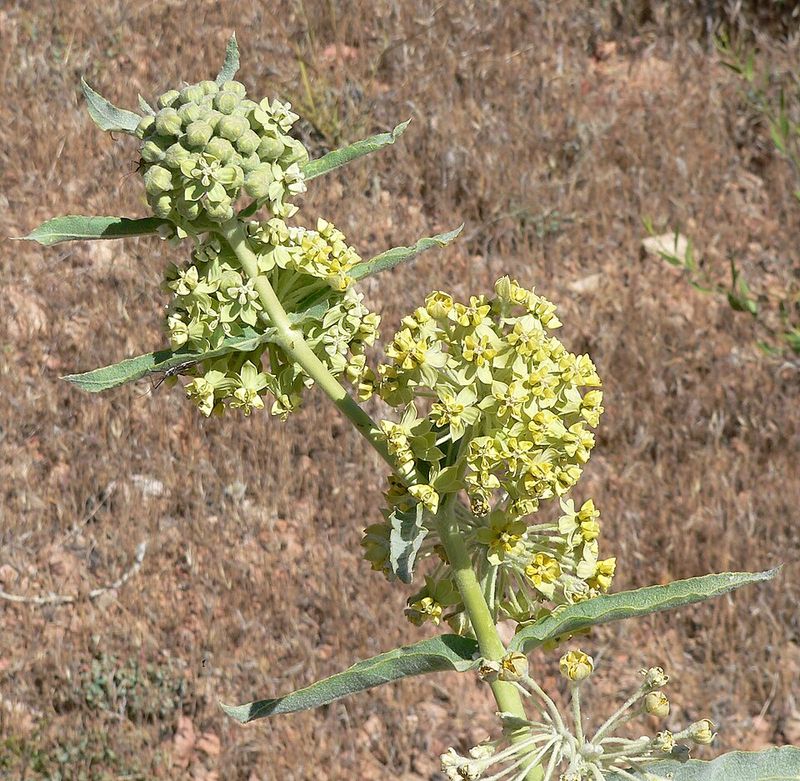 Desert Milkweed Thriving In Dry Spots While Attracting Butterflies