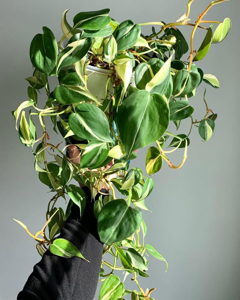 Pothos Fills Spaces With Flowing Living Vines