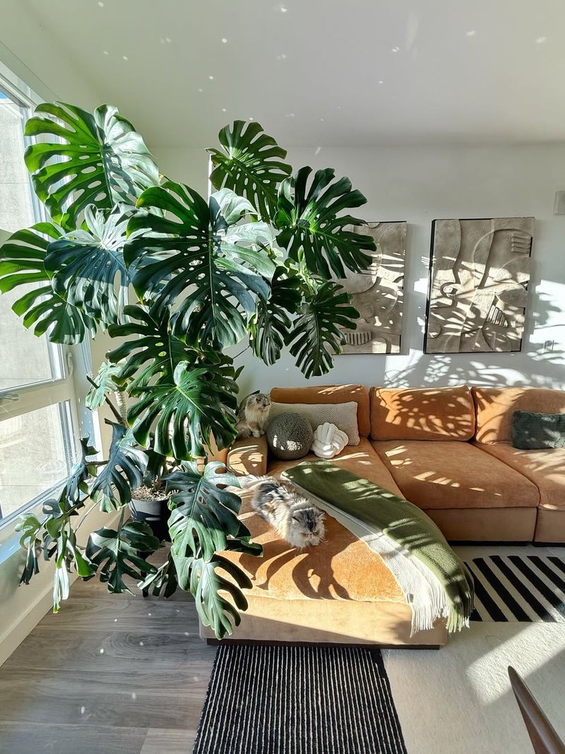 Monstera Deliciosa Adds Bold Tropical Drama Indoors