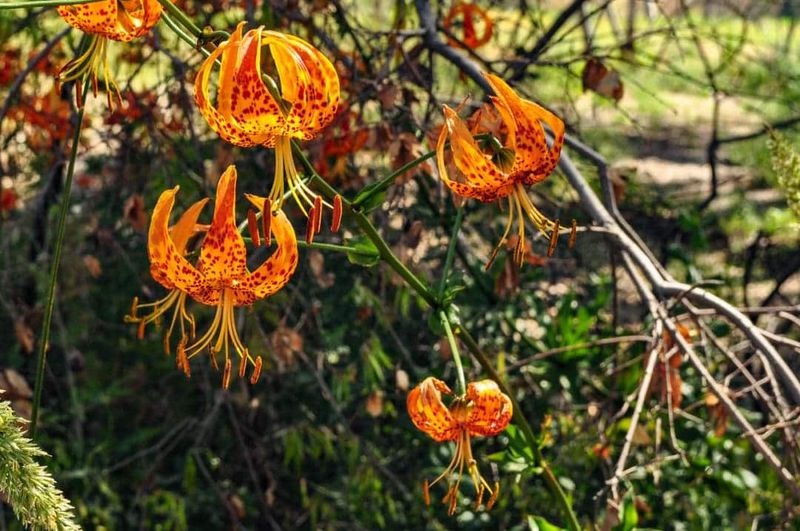 Ash Enriches The Soil
