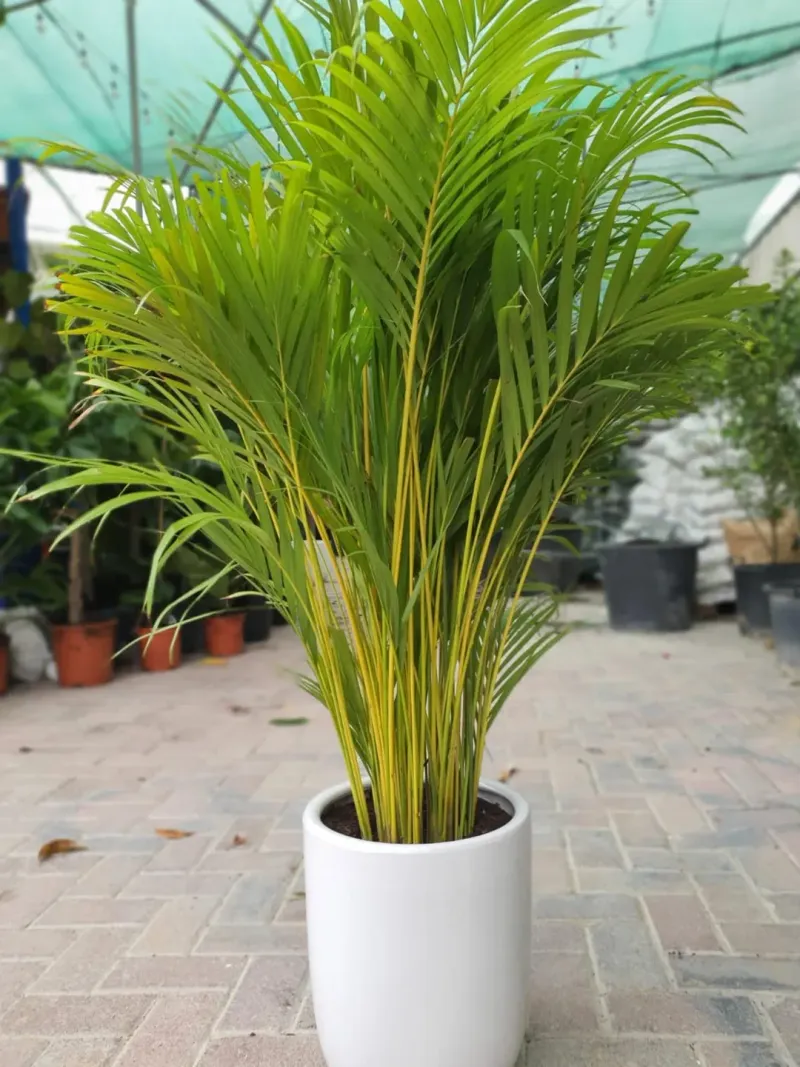 Palm Patio Paradise Pot