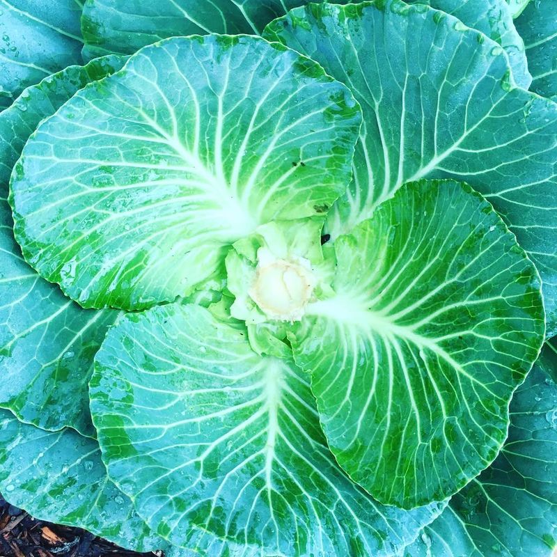 Bolting Prone Cabbage