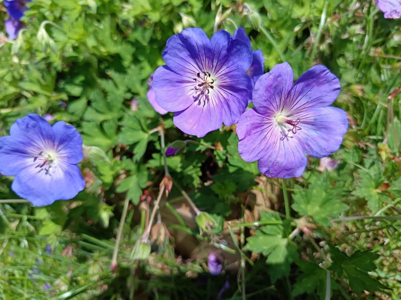 Hardy Geranium