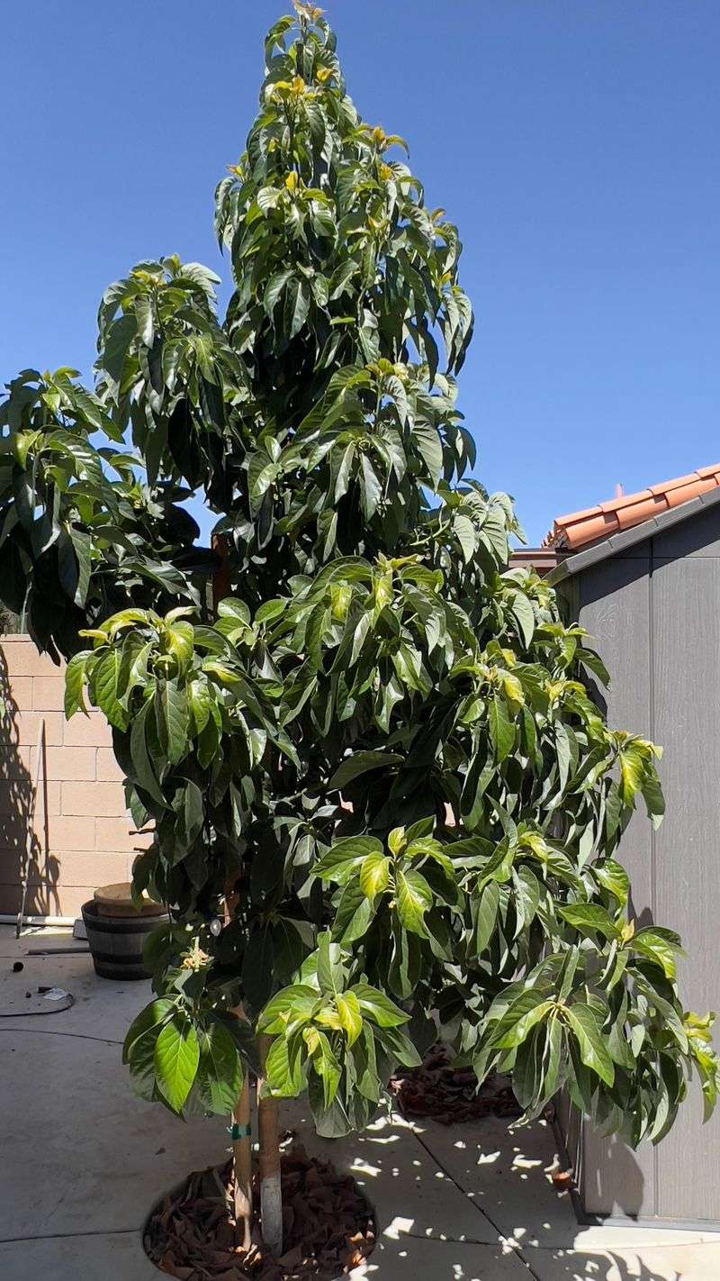 One Big Harvest Can Drain The Tree More Than You Think