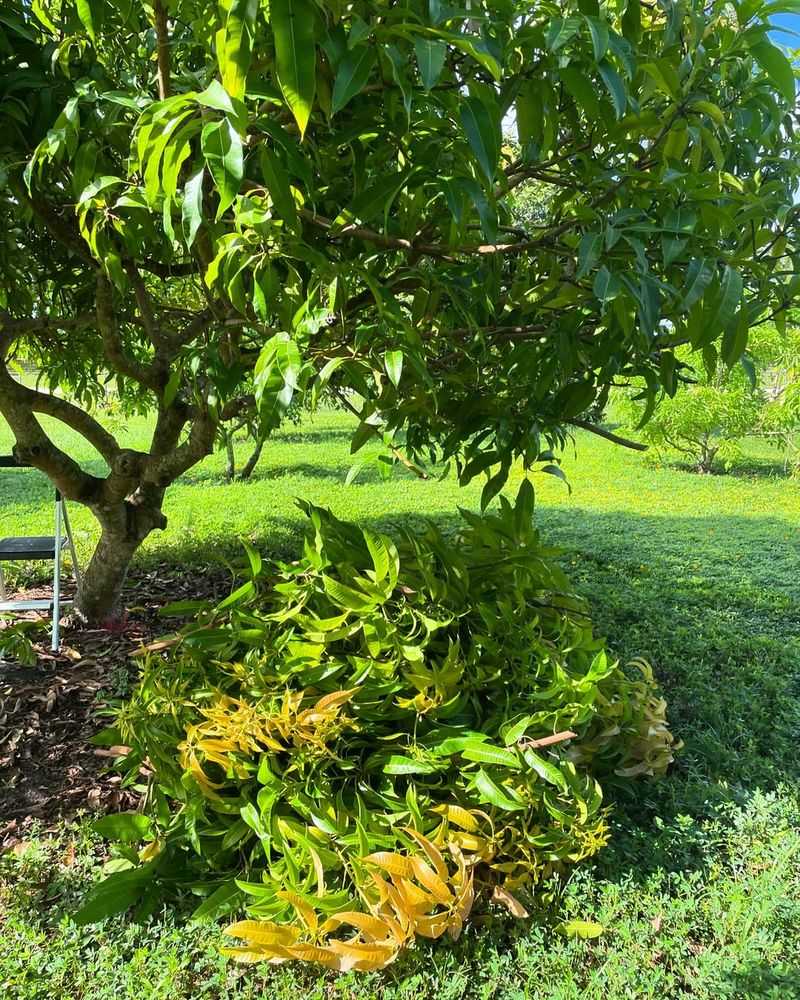 Florida Mango Trees Produce Better Fruit With Proper Airflow