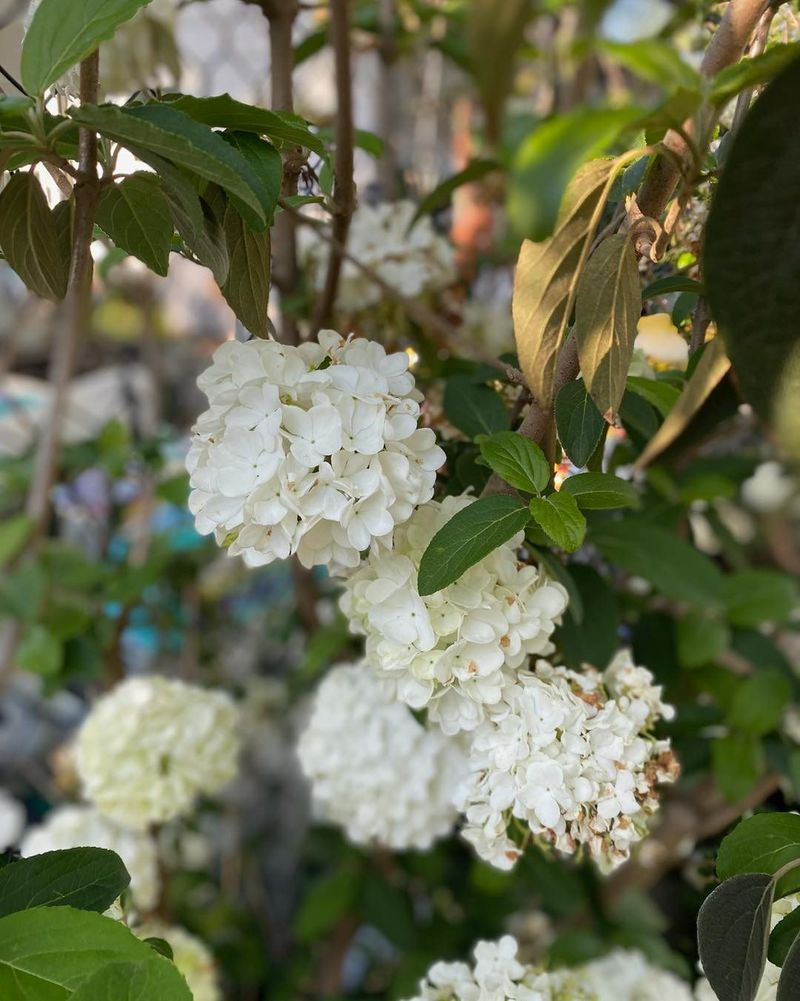 Waiting Until After Bloom Keeps Plants Full And Healthy