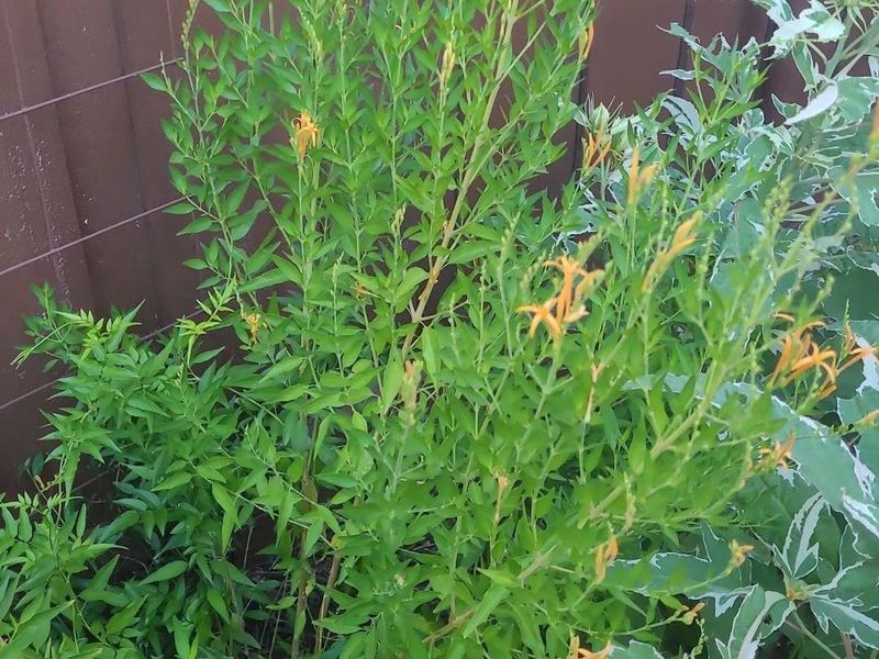 Pruning Too Early Can Trigger Growth Before Frost Ends