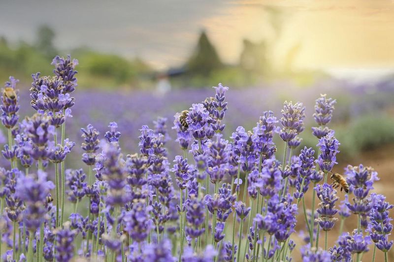 Raised Beds Help Lavender Handle Texas Spring Conditions Better