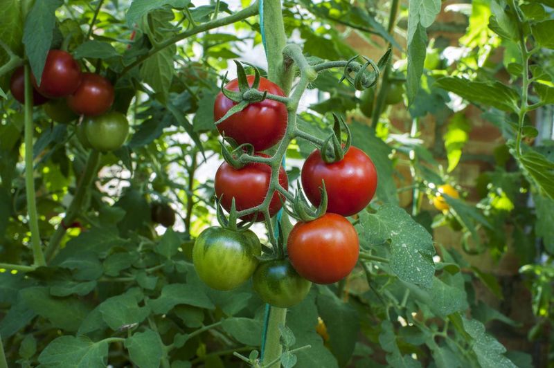Tall Crops Can Block The Sun Tomatoes Need