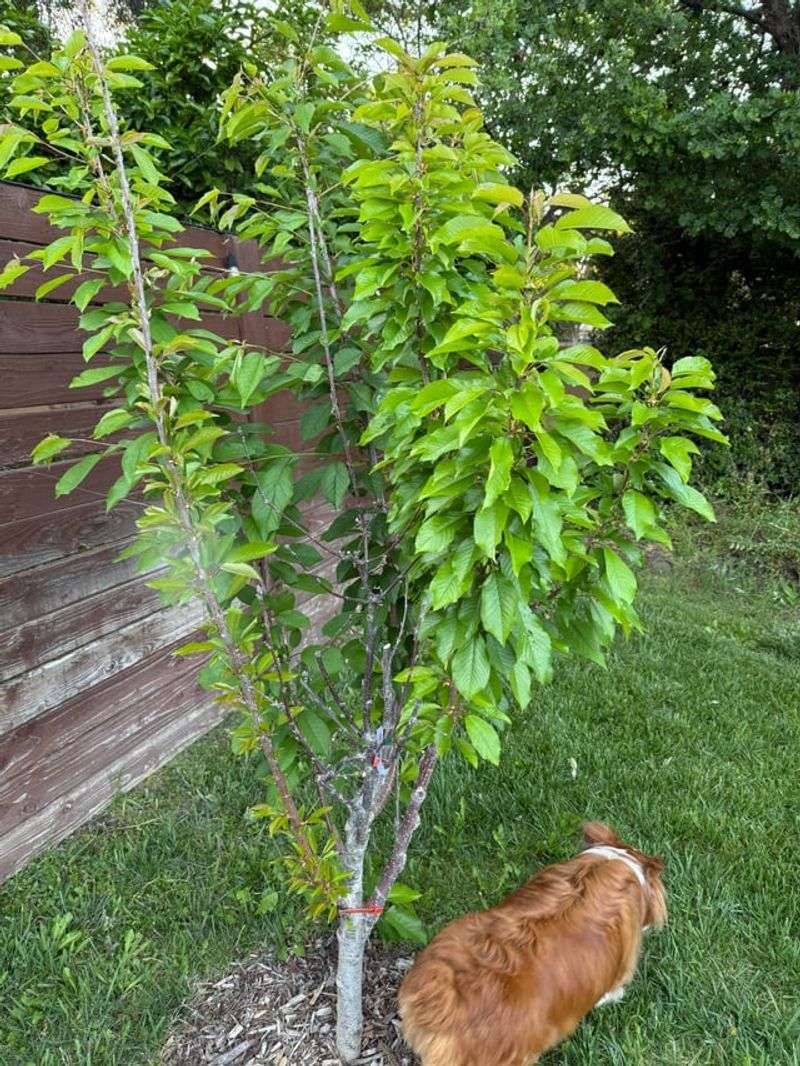 Young Trees Often Drop Their First Flowers