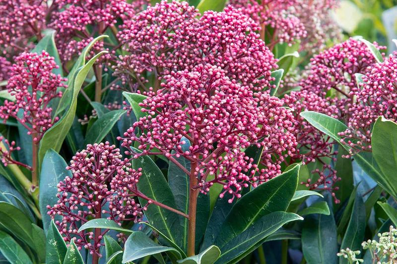 Skimmia