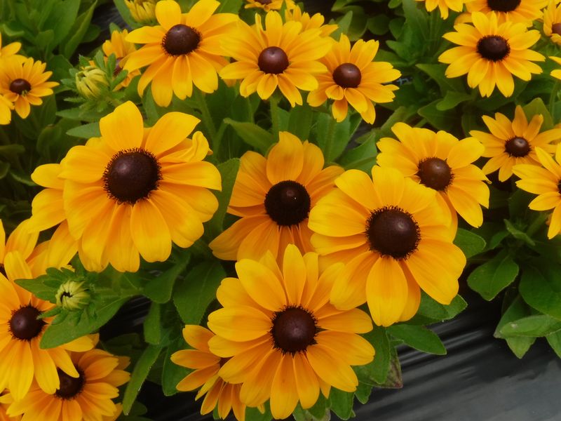 Rudbeckia Claire Orange F1 Delivers Vibrant Pollinator-Friendly Color