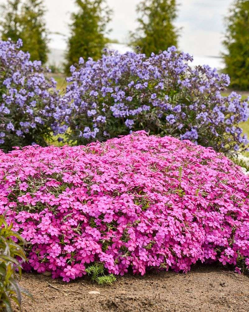 Creeping Phlox Spreads Bright Color Across Beds