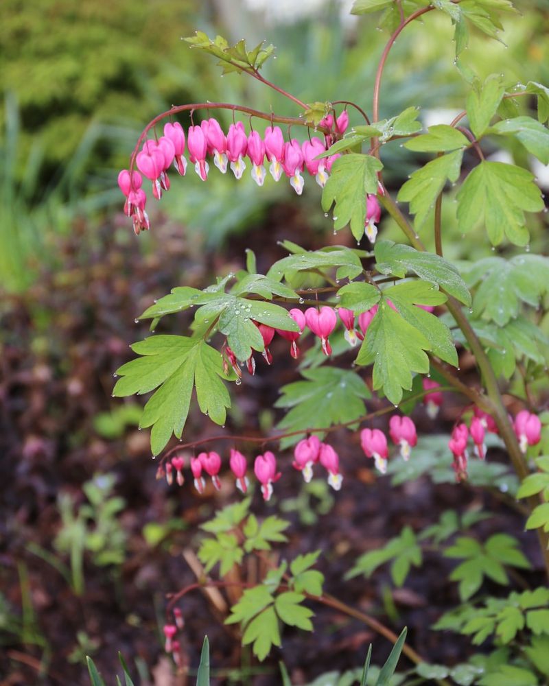 Bleeding Heart 