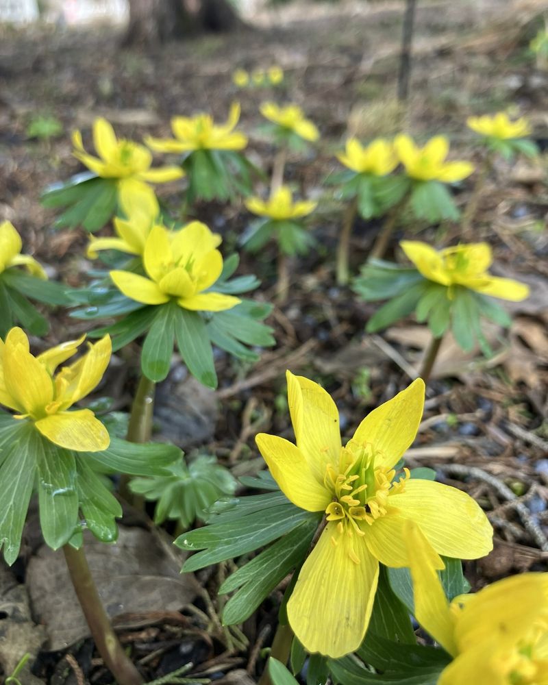 Winter Aconite Brightens Gardens Before Leaves