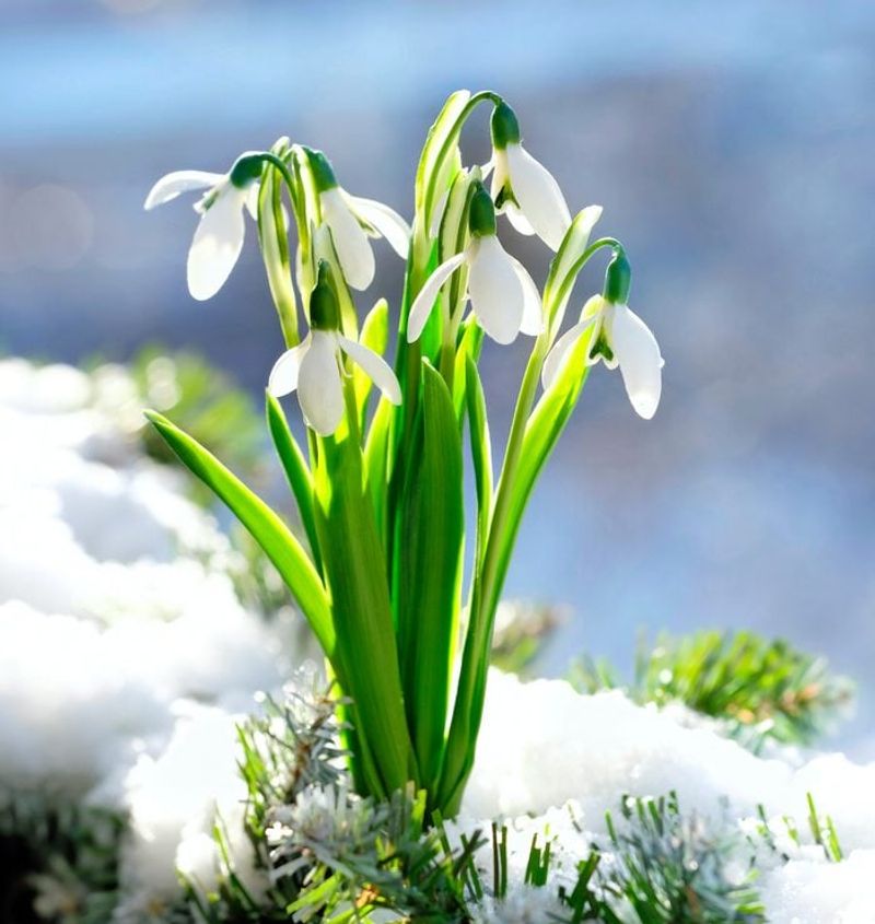Snowdrops Bloom While Winter Still Lingers In Ohio