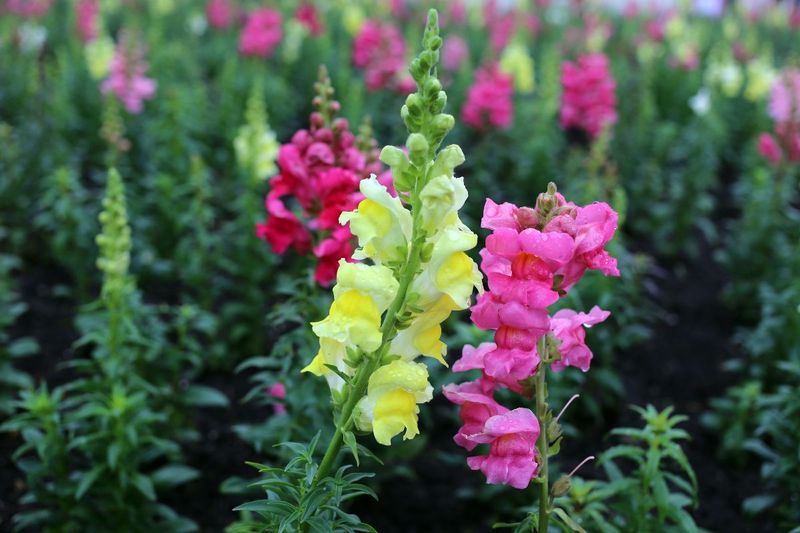 Snapdragons (Antirrhinum Majus)
