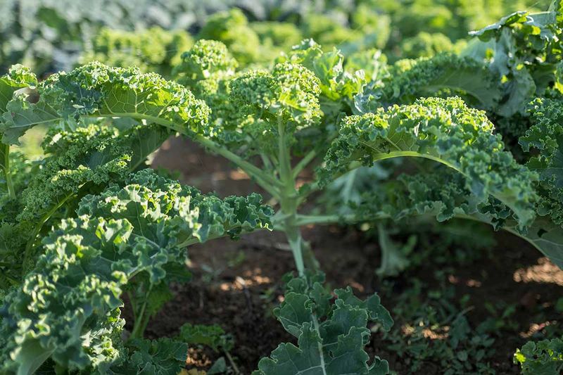 Kale Packed With Hardy Greens