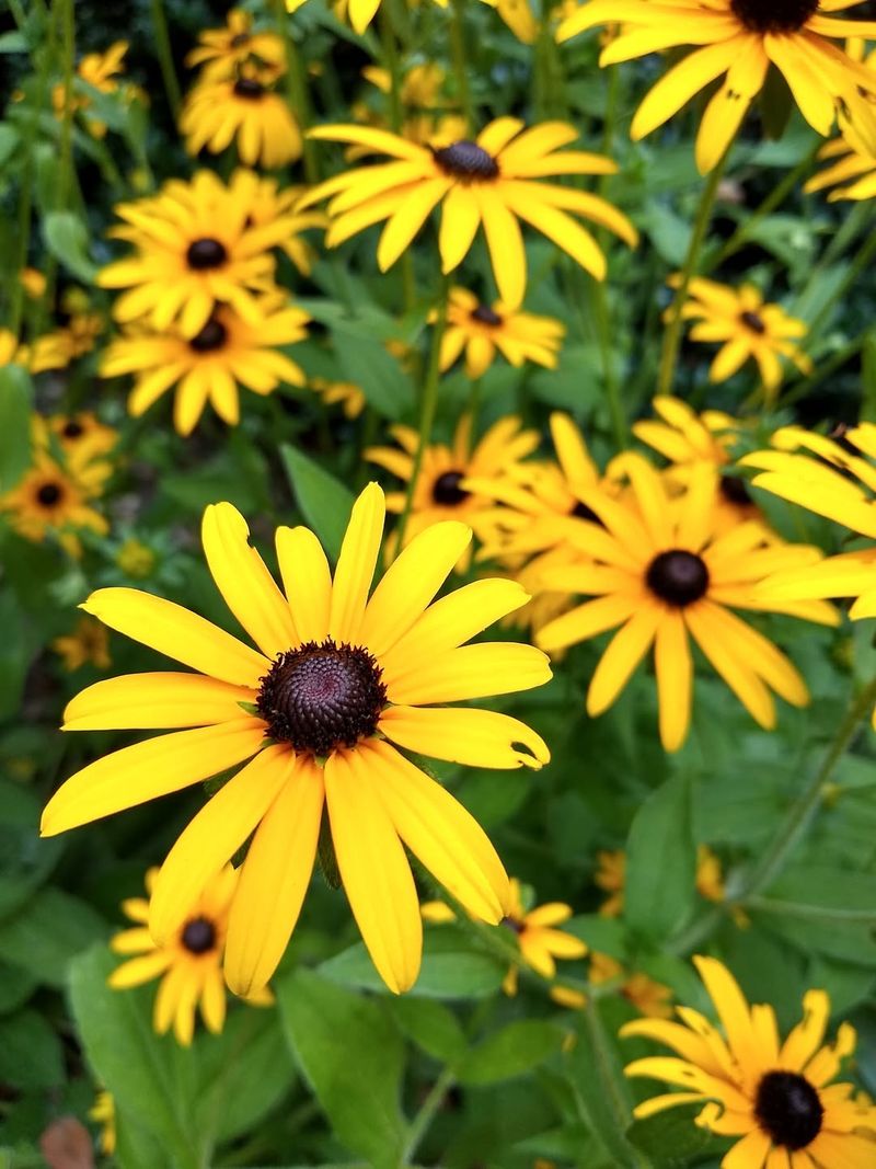 Black-Eyed Susan 
